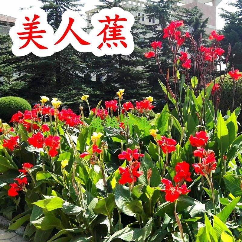 散装美人蕉种子红艳蕉小花美人蕉进口小芭蕉黄花美人蕉种籽