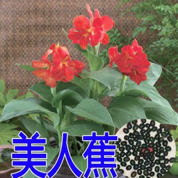 散装美人蕉种子红艳蕉小花美人蕉进口小芭蕉黄花美人蕉种籽