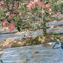 苹果