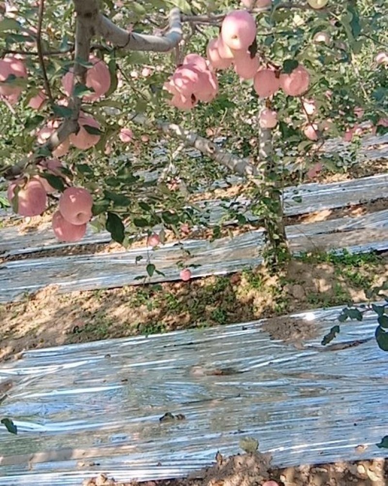 苹果