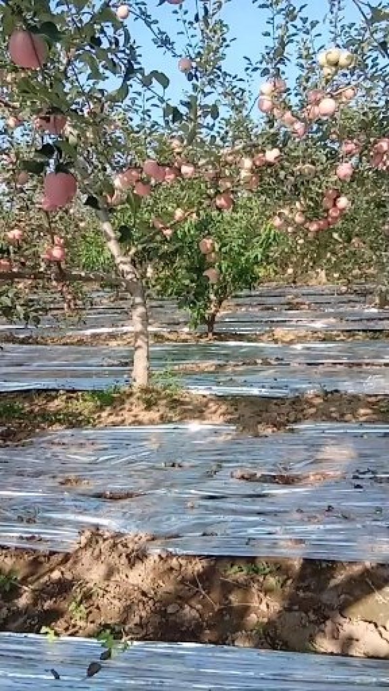 苹果