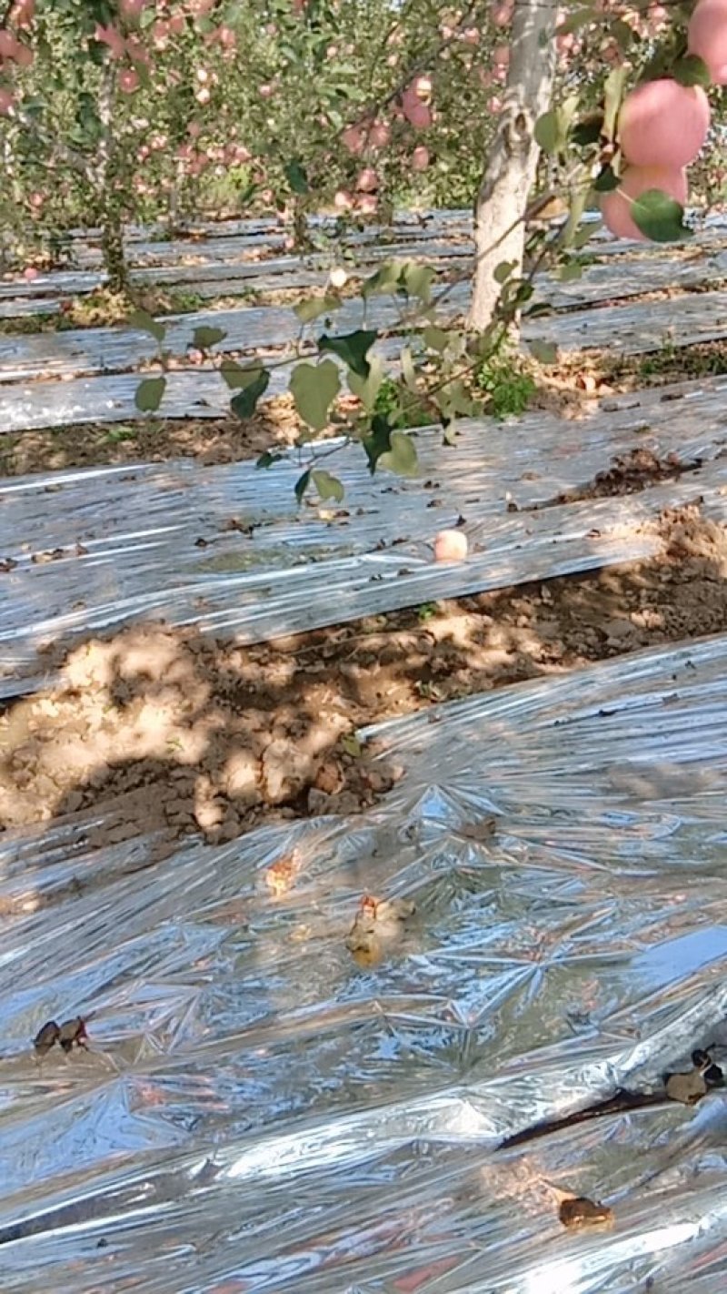 苹果