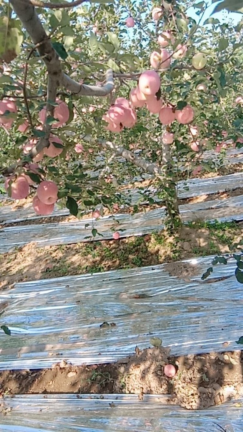 苹果