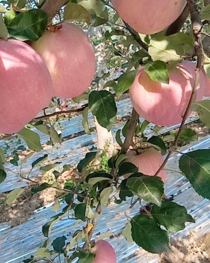 苹果