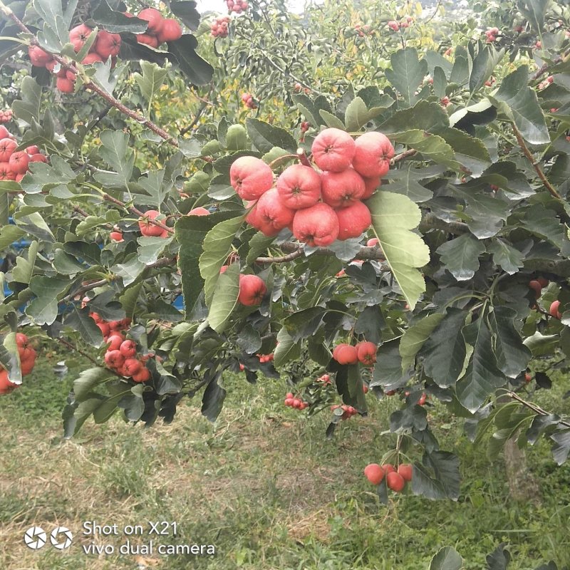 【实力】棉球山楂产地直供一手货源，大金星山楂量足品质好