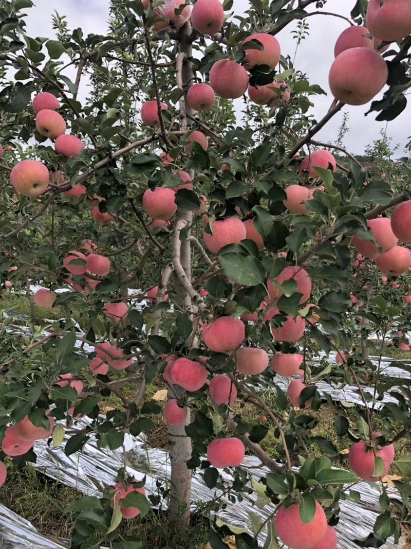 临汾市永和县金秋红苹果，优质一手货源，欢迎各位老板来采购