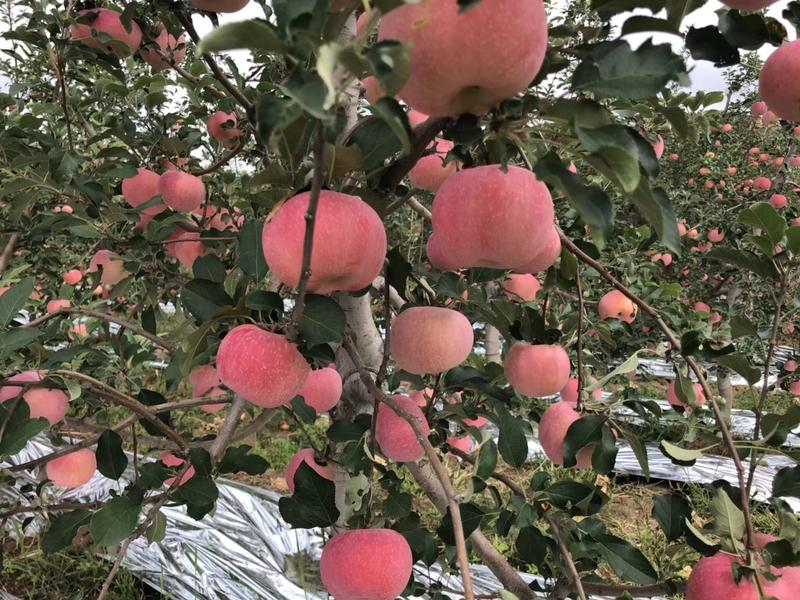 临汾市永和县金秋红苹果，优质一手货源，欢迎各位老板来采购