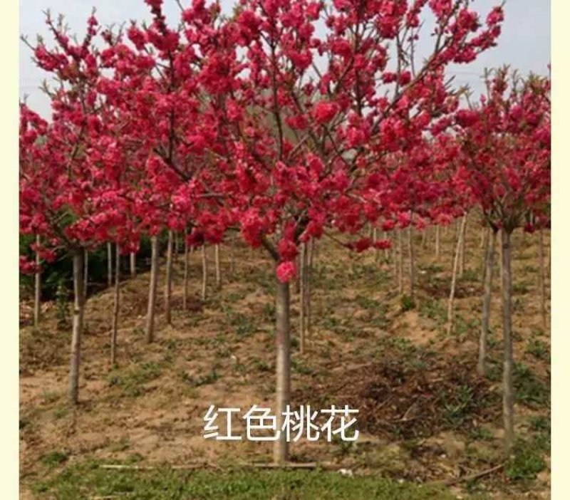 大量出售各种苗木