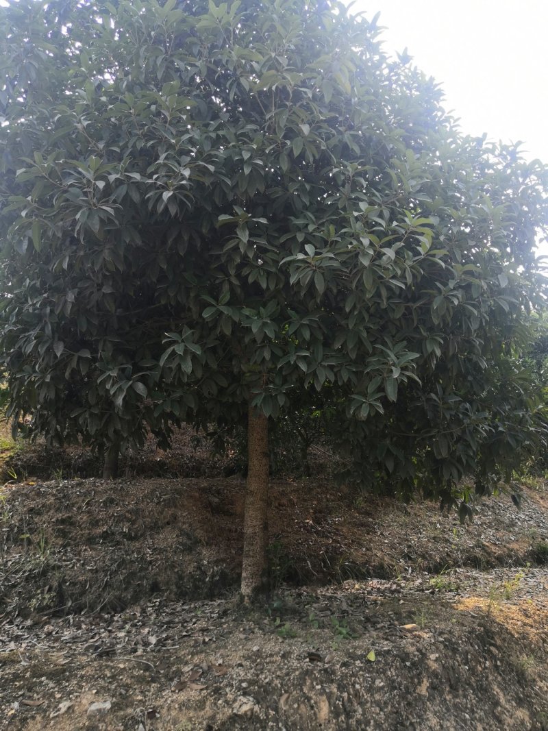 大量出售各种苗木