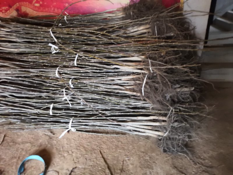 产地直销核桃苗厂家现货直供低价批发薄皮大果良种旱实核桃支