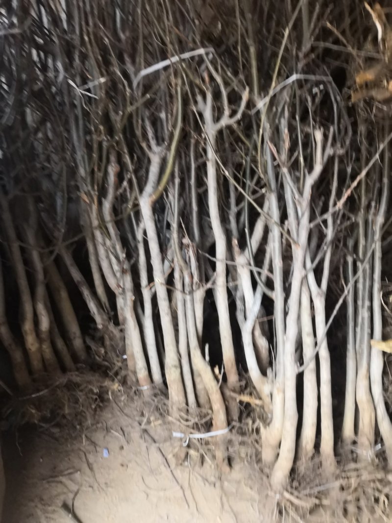产地直销核桃苗厂家现货直供低价批发薄皮大果良种旱实核桃支