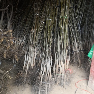 产地直销核桃苗厂家现货直供低价批发薄皮大果良种旱实核桃支