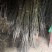 产地直销核桃苗厂家现货直供低价批发薄皮大果良种旱实核桃支