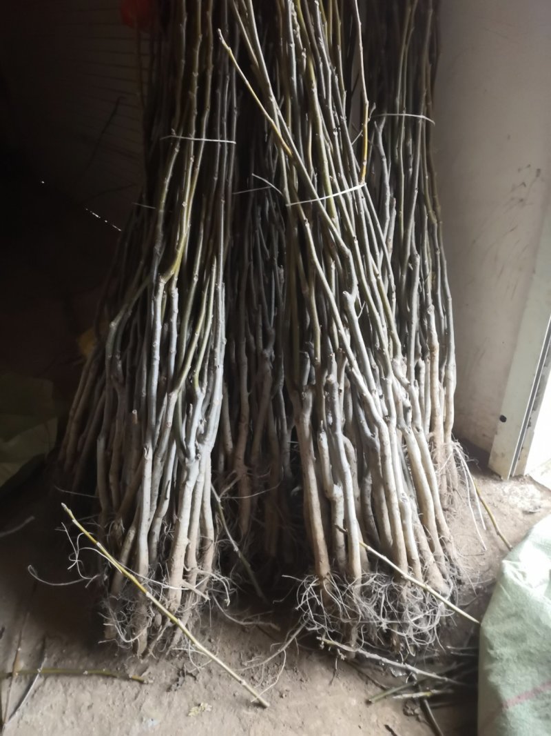 产地直销核桃苗厂家现货直供低价批发薄皮大果良种旱实核桃支