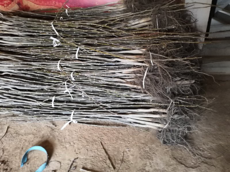 产地直销核桃苗厂家现货直供低价批发薄皮大果良种旱实核桃支