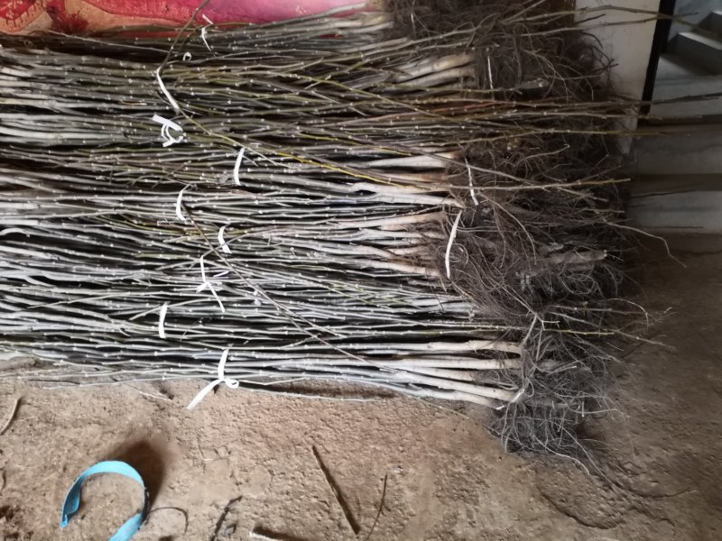 产地直销核桃苗厂家现货直供低价批发薄皮大果良种旱实核桃支