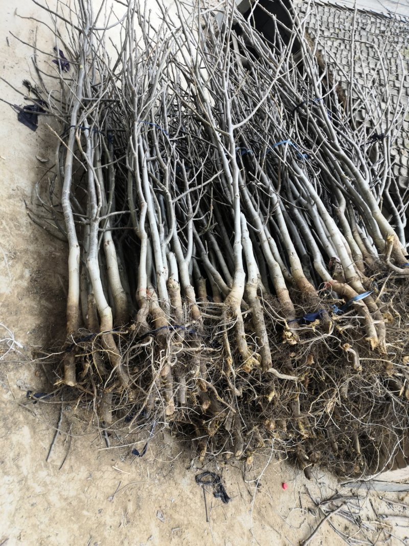 产地直销核桃苗厂家现货直供低价批发薄皮大果良种旱实核桃支
