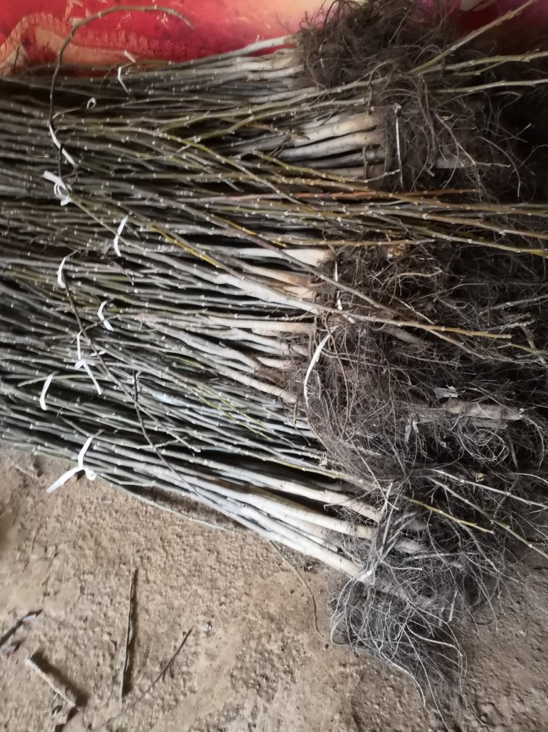产地直销核桃苗厂家现货直供低价批发薄皮大果良种旱实核桃支