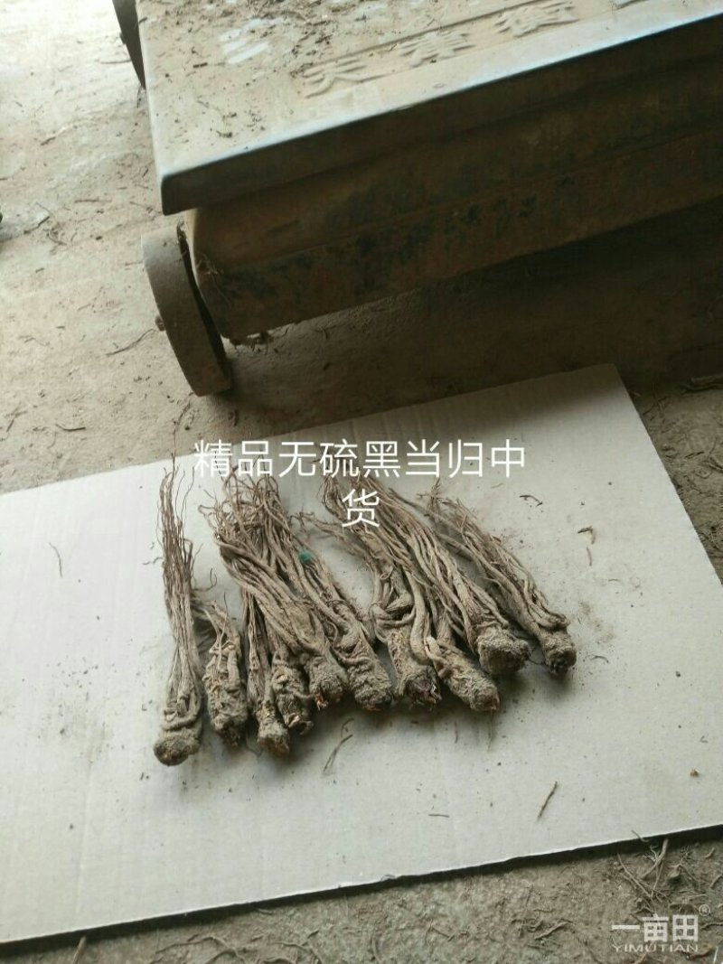 岷县当归