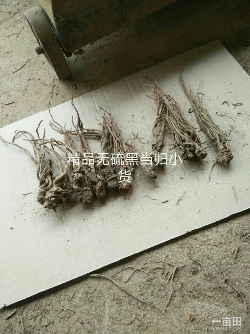 岷县当归