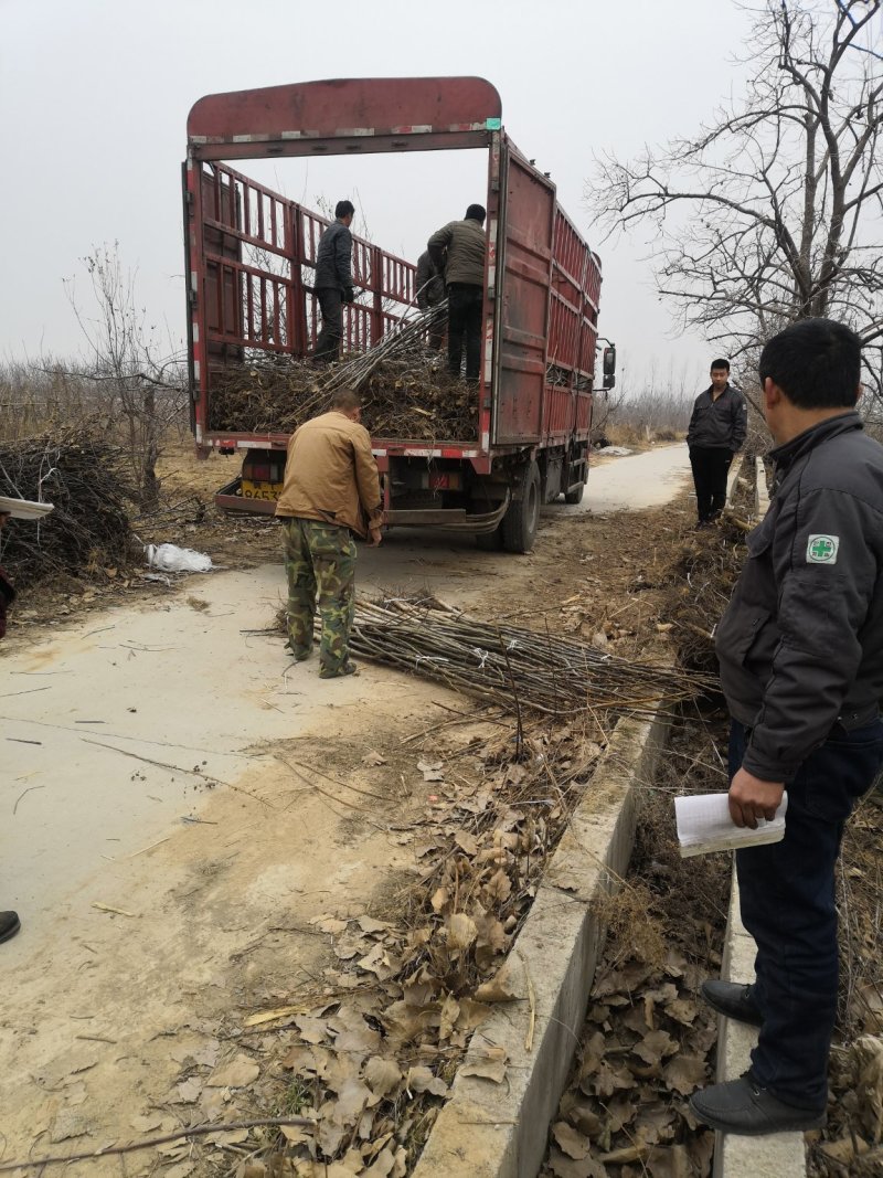 产地直销核桃苗厂家现货直供低价批发薄皮大果良种旱实核桃支