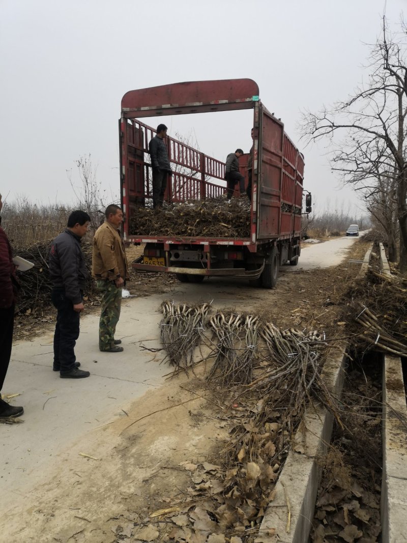 产地直销核桃苗厂家现货直供低价批发薄皮大果良种旱实核桃支