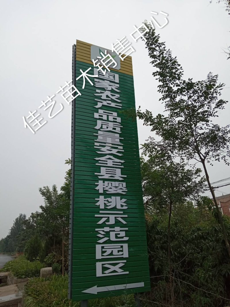 快手抖音网红水果脆甜柿子产地直销即摘即吃自然脱涩
