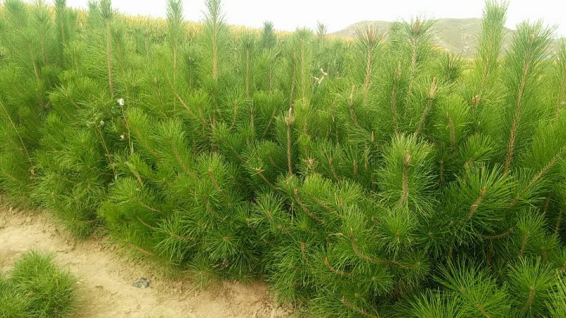 河北油松杯苗上车价2.2元/棵各种规格油松杯苗
