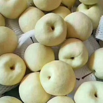 蒲城酥梨
