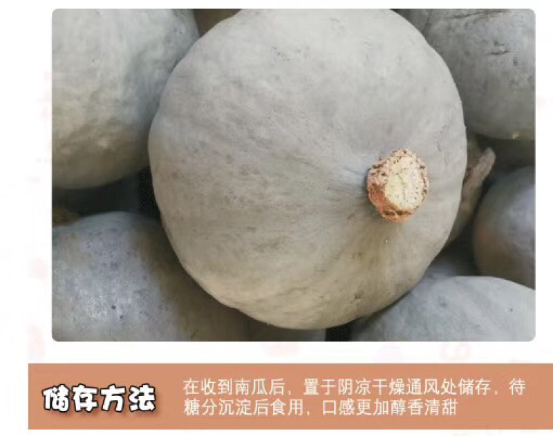 新疆银板栗南瓜，沙漠土地种植，天山雪水浇灌