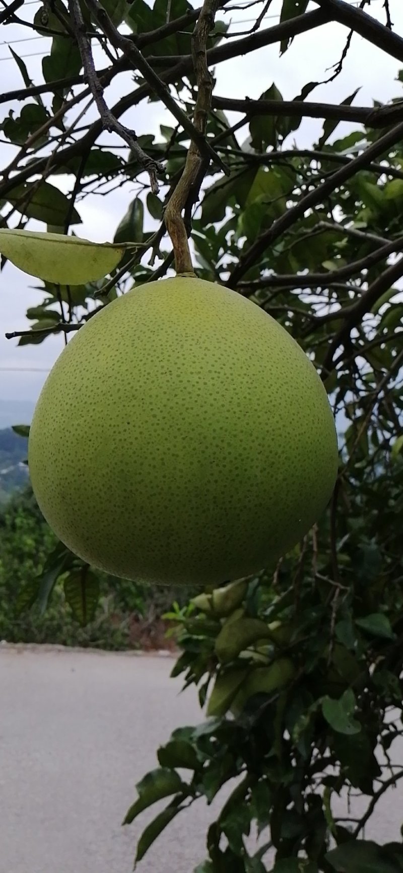 高山红肉蜜柚