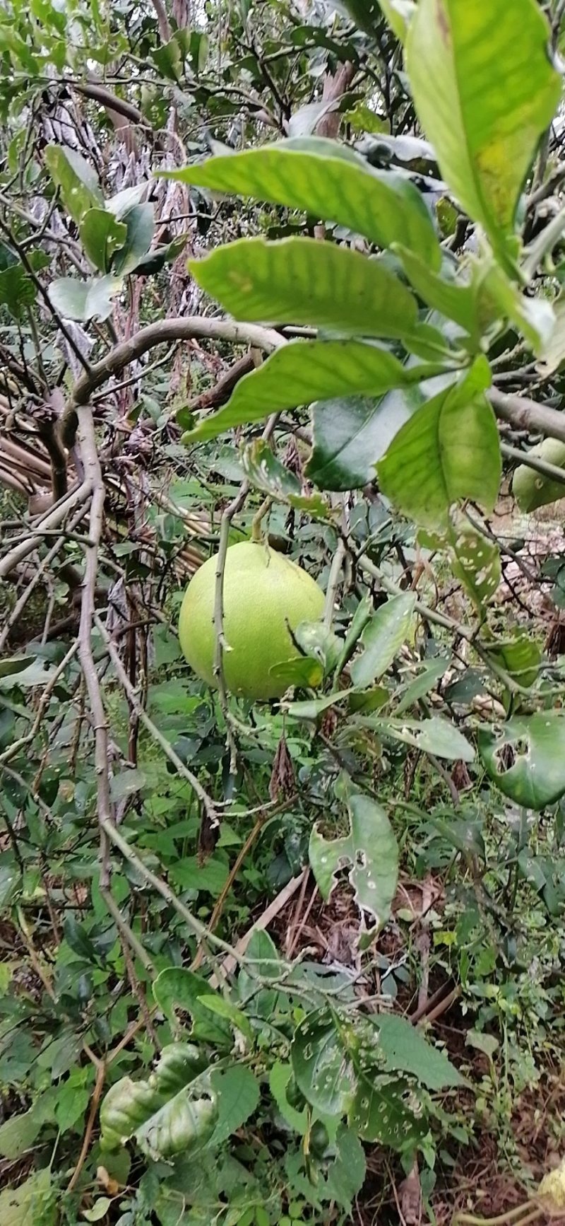 高山红肉蜜柚