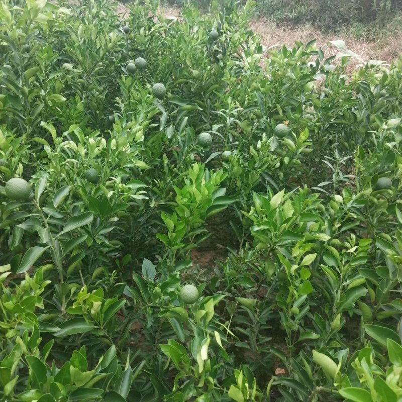 不知火苗(丑柑)营养杯苗地苗基地现挖品质保证