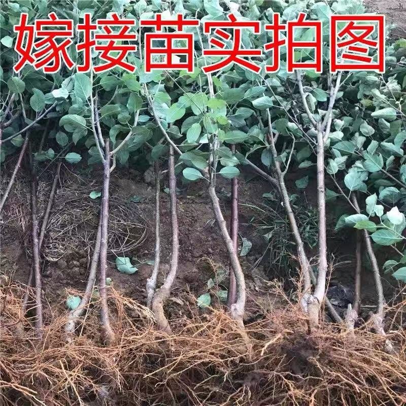 冰糖心苹果苗-黑钻苹果-蛇果苹果-国光苹果-品种保证