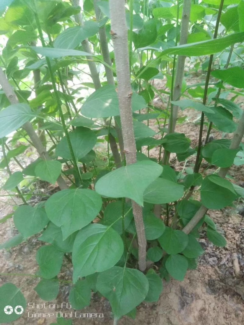 批发绿化苗木紫花丁香丛生丁香丁香苗丁香种子