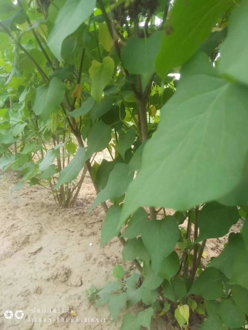 批发绿化苗木紫花丁香丛生丁香丁香苗丁香种子