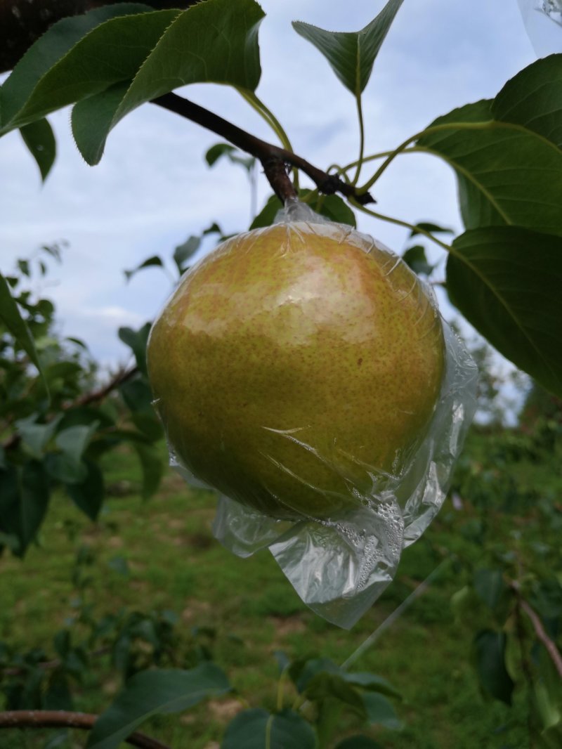 山西省临汾市正宗隰县玉露香梨，皮薄肉细无渣，水分大