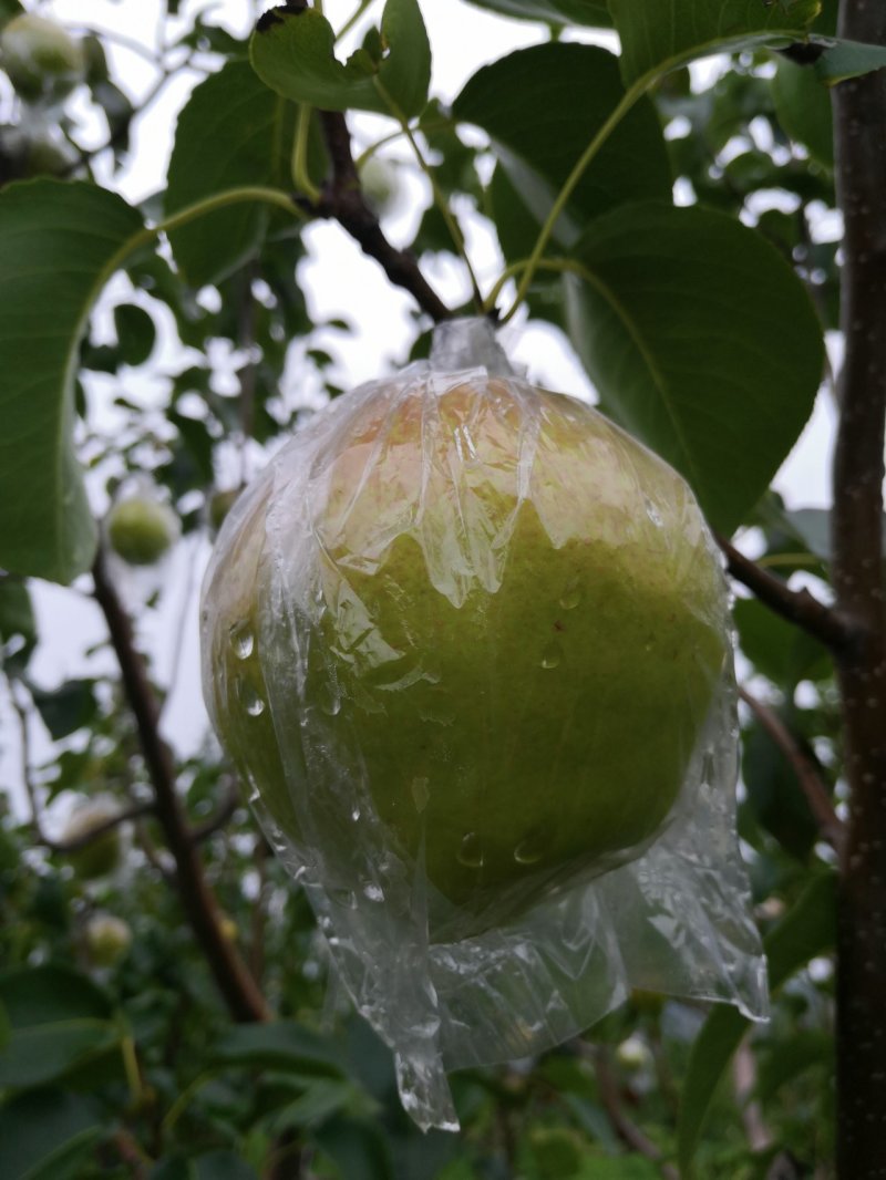 山西省临汾市正宗隰县玉露香梨，皮薄肉细无渣，水分大