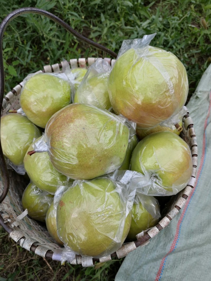 山西省临汾市正宗隰县玉露香梨，皮薄肉细无渣，水分大