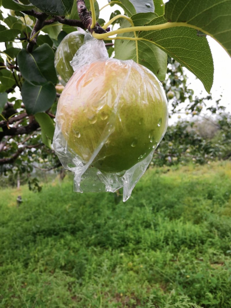 山西省临汾市正宗隰县玉露香梨，皮薄肉细无渣，水分大