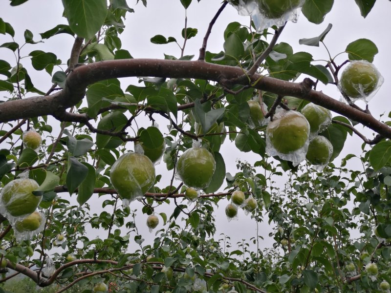 山西省临汾市正宗隰县玉露香梨，皮薄肉细无渣，水分大