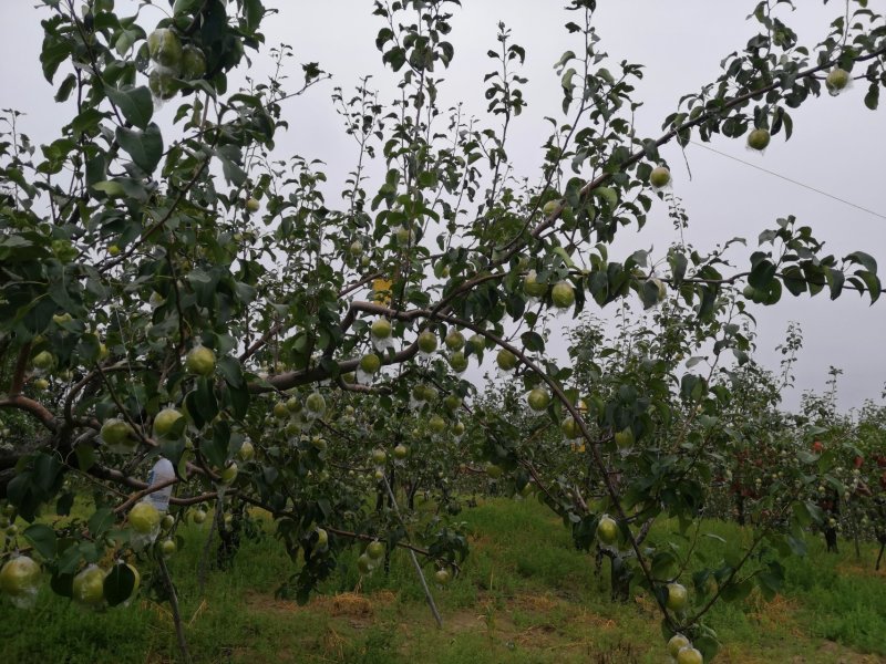山西省临汾市正宗隰县玉露香梨，皮薄肉细无渣，水分大