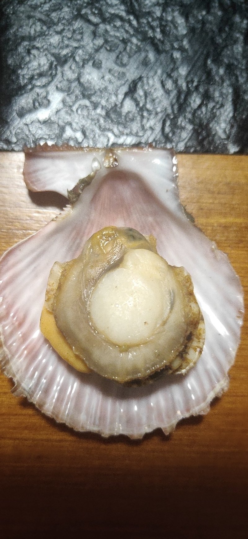栉孔贝