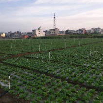 地膜（除草膜，银光膜，棚膜）