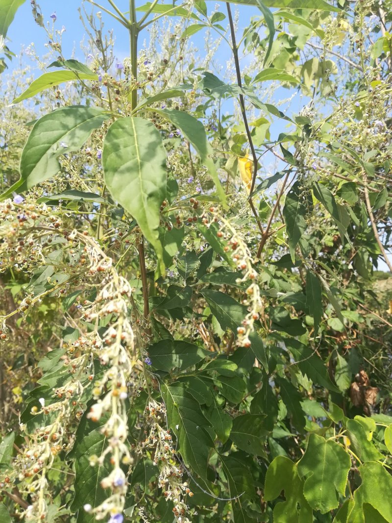 黄荆枝新鲜牡荆树枝五指枫树棍也可供牡荆根