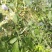 黄荆枝新鲜牡荆树枝五指枫树棍也可供牡荆根