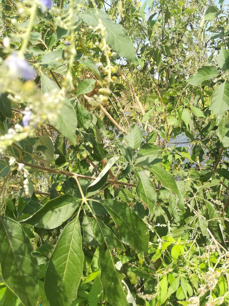 黄荆枝新鲜牡荆树枝五指枫树棍也可供牡荆根
