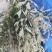 黄荆枝新鲜牡荆树枝五指枫树棍也可供牡荆根