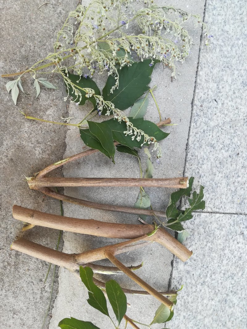 黄荆枝新鲜牡荆树枝五指枫树棍也可供牡荆根
