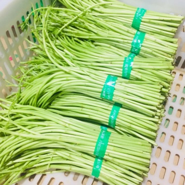 藜蒿新鲜去叶带叶泥蒿芦蒿湖北芦蒿发全国采购可开发票